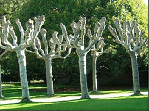 Живое декорирование: скульптуры из живых деревьев